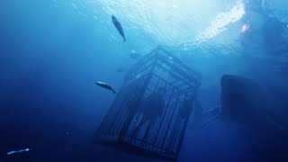 Ep. 142 47 Meters Down 2017