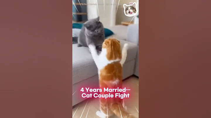 Video 11663001: siamese russian blue cats, siamese cat funnycats cutecats, cat vs russian, cat fight