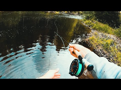 Video: Fiske Efter öring Med Flottör