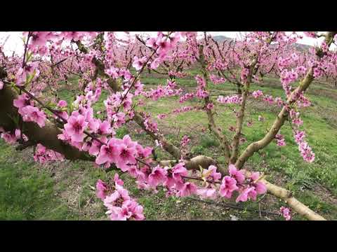 Vídeo: Arna Gitana: Una Tempesta D’arbres Fruiters