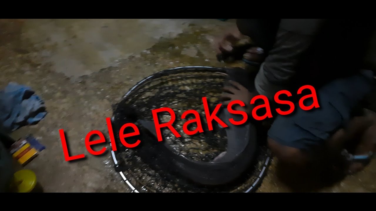 Mancing Lele malam hari