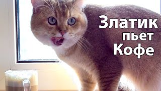 Кот кофеман. Утро Златика начинается с чашечки ароматного кофе!