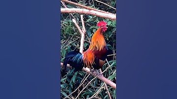 Tiếng gà rừng Mồi gáy chuẩn 2026 #chicken #garung #chuongga #qaibdib
