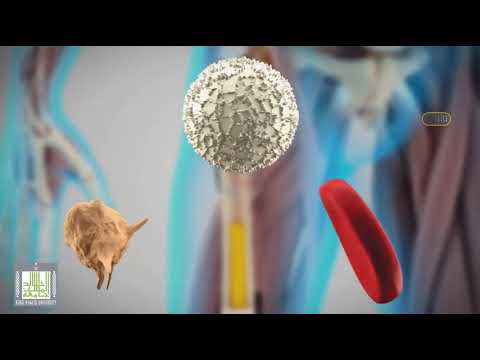 الأنيميا فقر الدم 