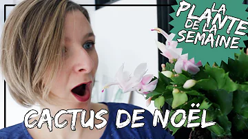 Quand rentrer mon cactus de Noël ?