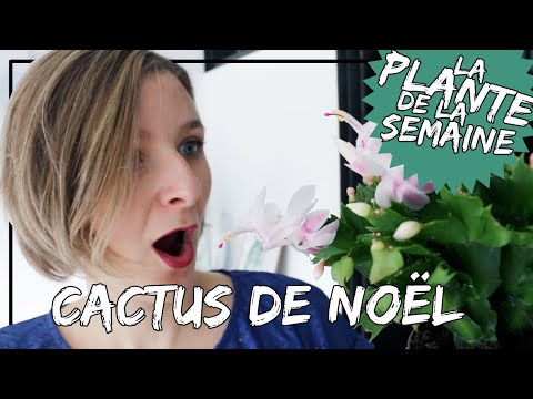 Vidéo: Les fleurs de cactus de Noël se fanent - Pourquoi les fleurs de cactus de Noël se fanent