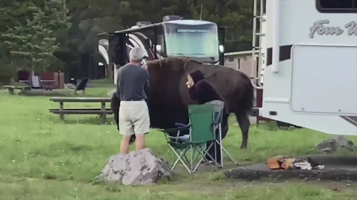 Anoka Family Witnessed & Helped Woman Gored By Bison At Yellowstone National Park