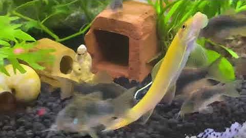 Cá chuột - loài cá cảnh thú vị