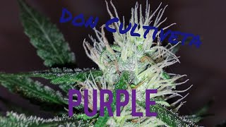 Purple Pyramid Seguimiento Exterior Parte 6 Don Cultiveta