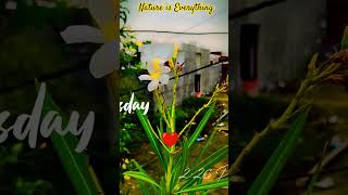 Sukoon 😇❣️morning bird sound feel like every thing 🐥#nature #birds #shorts #subscribe #viral #trend