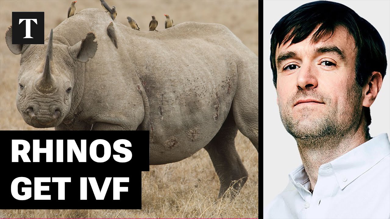 Southern White Rhinos Given IVF In Fight To Save Species | Tom Whipple
