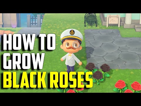 Video: Black roses - a gift from breeders