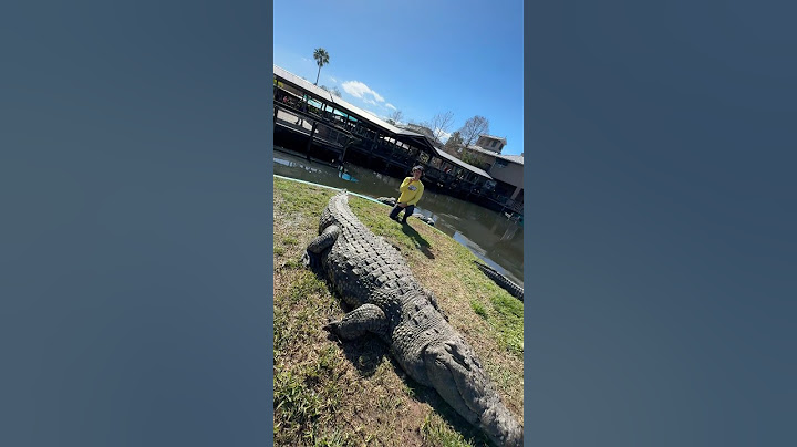CROCODILOS @gatorlandvlogs