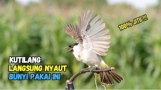 Suara Burung Kutilang Gacor Garuda Paling Ampuh Untuk Masteran Dan Pikat