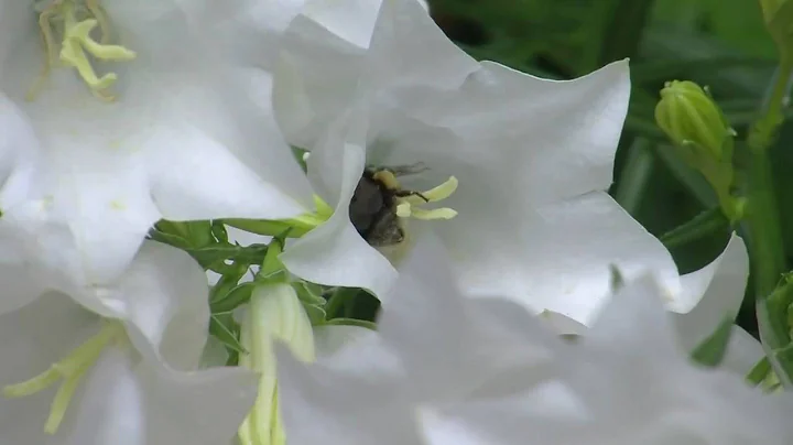 JVC GY-HM100 macro mode demo