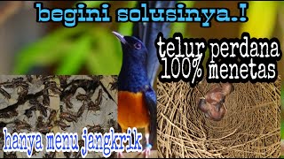 Telur murai batu perdana 100% bisa menetas, simak kiat kiatnya.