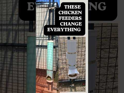 Chicken Feeders That Changes EVERYTHING #freerangechickens #chicken #backyardchickens