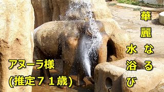 推定７１歳アヌーラ様の華麗な水浴び　Asian elephant(アジアゾウ)　多摩動物公園 by && tamaoyaji 194 views 3 weeks ago 8 minutes, 46 seconds