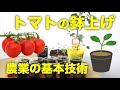 【トマト】鉢上げのやり方とタイミング、野菜の苗作りに共通するコツと方法