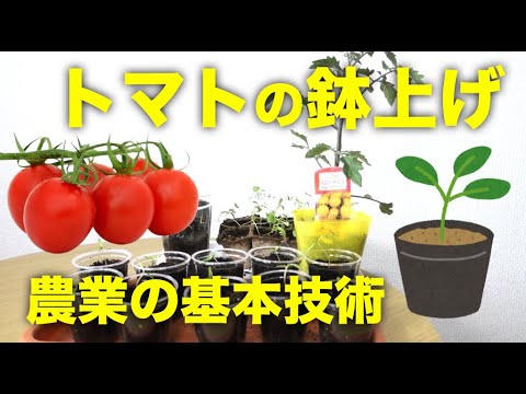トマト 鉢上げのやり方とタイミング 野菜の苗作りに共通するコツと方法 Youtube