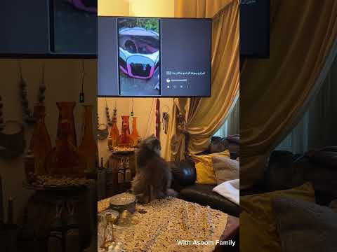 شيرازي المشهوره مصدقه حالها بتتفرج علي ڤيديوهاتها اكسبلور