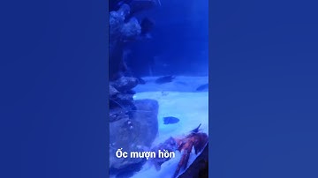 ốc mượn hồn to khủng nhất tôi từng gặp _ sinh vật biển - tôm, của, cá fishing #short #shorts