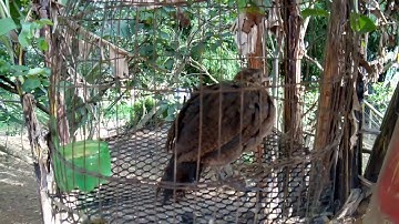 me nyuam qaib qus thiab poj qaib qus nawb zoo nkauj kawg li