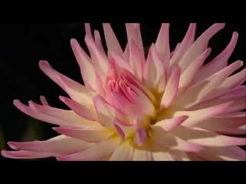 اجمل شعر ستسمعه التا شيرة