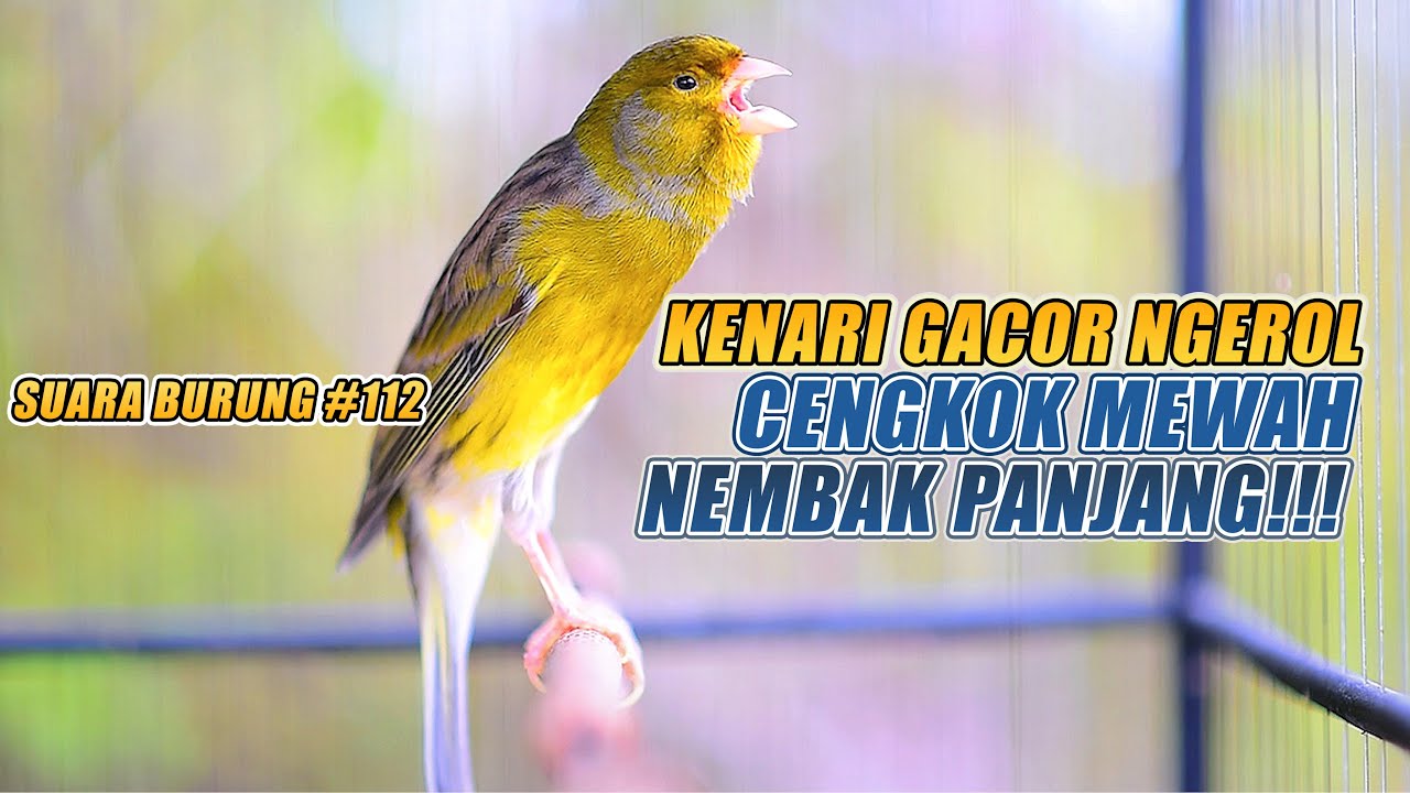 SUARA BURUNG 112 Kenari GACOR PANJANG INI Cocok untuk Masteran KENARI PAUD dan Kenari Macet BUNYI