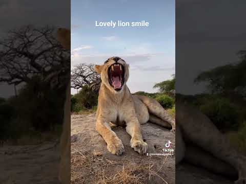 Lion Of Tanzania National Park Lionpride Tarangire Lion Tanzaniaparks Safariintanzania Lionsli