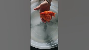 All big things have small beginnings🍊✨️ #fancygoldfish #goldfish #pearlscalegoldfish #pearlscale