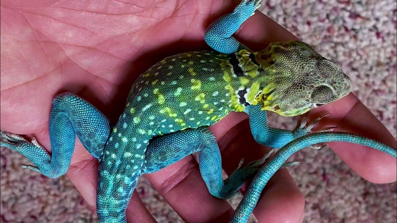Aquaflame Collared Lizard Eggs 2021 YouTube