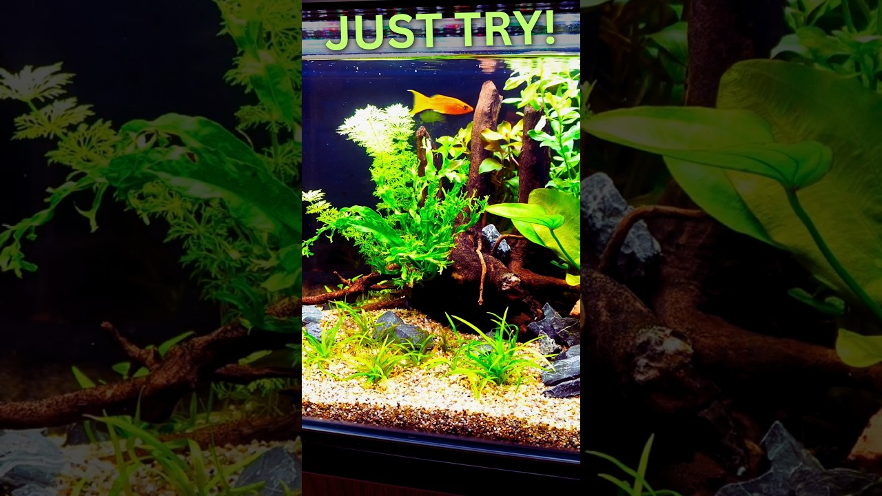 How to create a beautiful natural aquarium in minutes ⏳ #aquascaping #shorts #diy