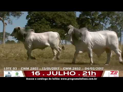 LOTE 093