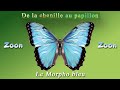 Le morpho bleu   the peleides blue morpho  la couleur du morpho liridescence documentaire