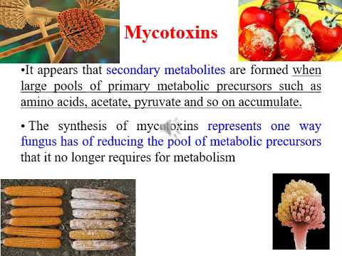 علم الفطريات الطبية-المحاضرة التاسعة- الجزء الاول Mycotoxins -أ.ناهض عبد اللطيف