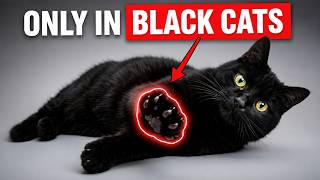 BLACK CATS Are NOT Normal… 14 Shocking Reasons WHY!