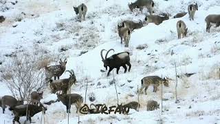 Himalayan Ibex Hunting in Hunza Gilgit Baltistan || Ibex spotted in CCA of Khyber Gojal Hunza