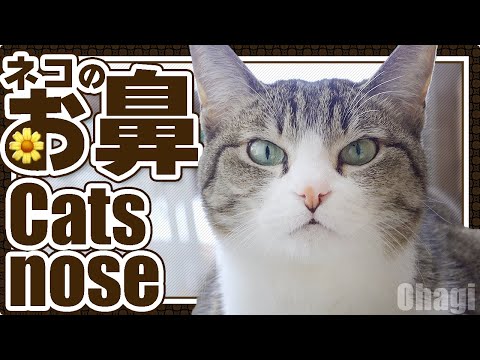 猫のお鼻