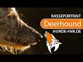 Scottish Deerhound [2018] Rasse, Aussehen & Charakter の動画、YouTube動画。