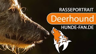 ► Scottish Deerhound  [2020] History, Appearance, Temperament, Training, Exercise, Care & Health