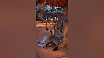 هذا خلق الله|سورة لقمان~الآية11~القارئ #اسلام_صبحي ~🎧🤍