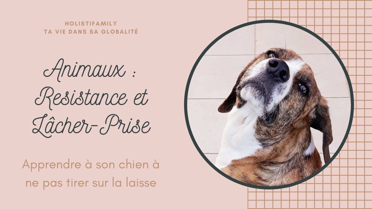 Résistance et lacher prise : Apprendre à son chien à ne pas tirer sur ...