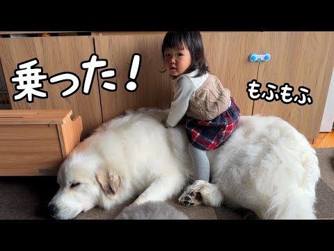 【この日が…】超大型犬の上に完全に乗っかりついに実写版もののけ姫が誕生してしまいました！｜グレートピレニーズ＆オールドイングリッシュシープドッグ＆トイプードル