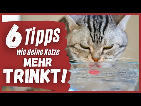 Video: 9 Kratzfreie Tipps, wie man eine Katze badet