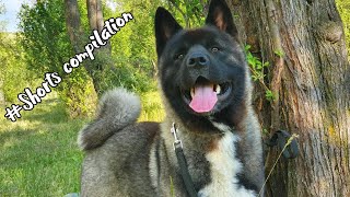 American Akita Shorts Compilation by Misa & Kenzo the American Akitas 3,689 views 1 year ago 3 minutes, 40 seconds