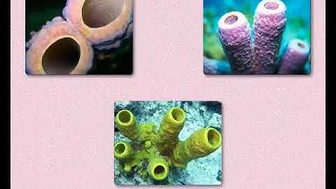 Sundaram Eclass Science concepts: Traditional Classification of Animals (Life Around You)