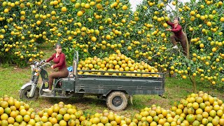 Harvesting Lots Of Ripe Sweet Oranges, Use 3-Wheeled Truck Transport Many Oranges Go To Sell