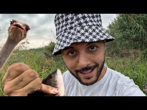 جربت علف النعام وانابصطاد والنتيجة كانت صدمة جرب ومتسألنيش ليه