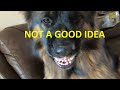 German shepherd shows food aggression